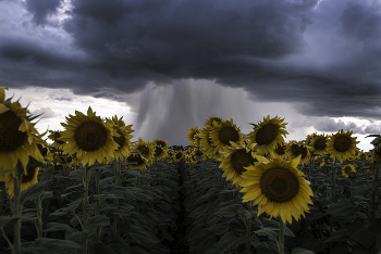 Approximation of rain / ***