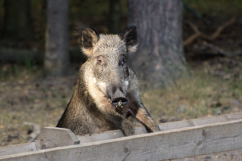 &nbsp; / [img]https://i.imgur.com/P3zNX2N.jpg[/img]