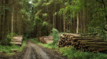 Der Beginn des Sommers / ***