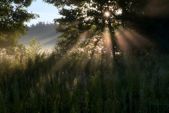 Rays. / ***