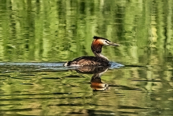 Haubentaucher / ***