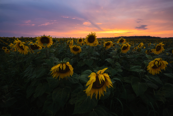 Evening in the field / ***