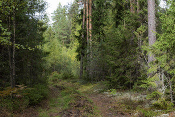 Forest trail / ...