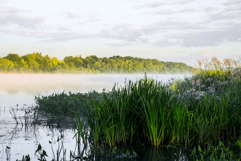 Sommermorgen. / ***