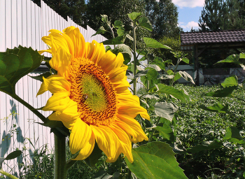 Sunflower / ***