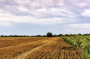 Edge of the field / ***