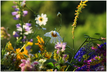 After the rain / ***