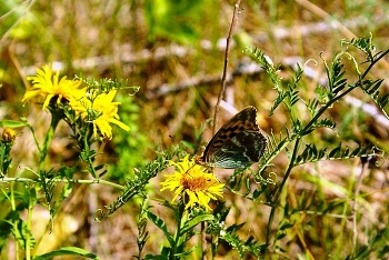 Sommer-Skizzen / ***
