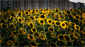 On the outskirts / ***