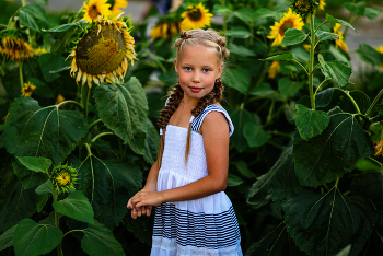 Sunflowers / ***