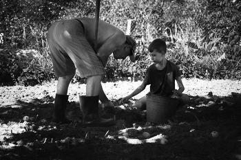Harvest / ***