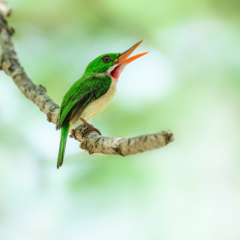 Broad-billed Tody / ***