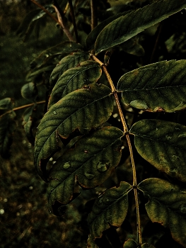 greens / ***