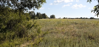 Grassland / ***