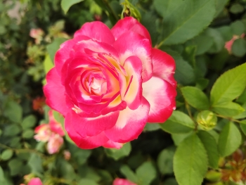 Rose / ***