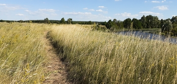 Grassland / ***