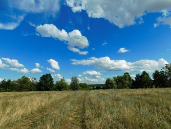 Grassland / ***