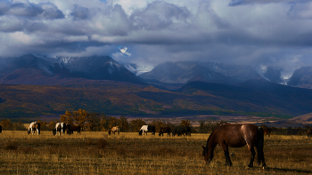 Kurai Steppe / ***
