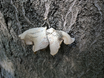 Splitting image / Magic mushroom