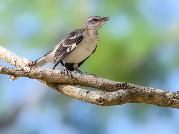 Northern Mockingbird (juvenile) / ***