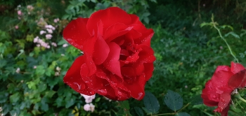 Flowers / ***