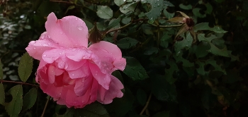Flowers / ***