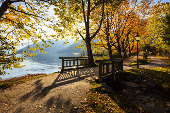 gold autumn / ***