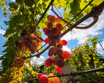 grapes / ***