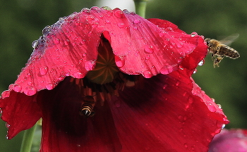 Nach dem Regen / ***