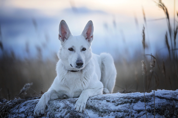 &nbsp; / .white swiss shepherd