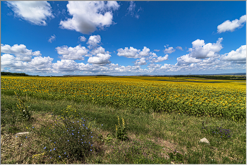 Solar field / ***