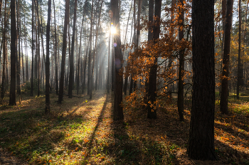 Morning in the forest / ***