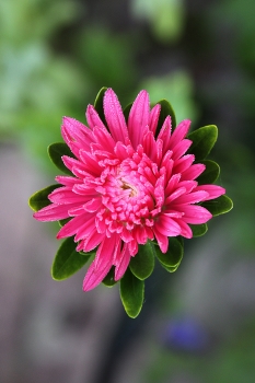 Flowers / ***