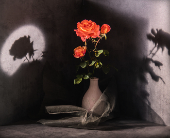 Study mit einer Rose / ***