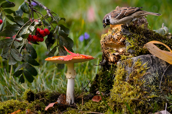 Wald Treffen / ***