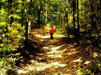 in den herbstlichen Wald / ***