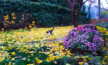 Ein Spaziergang durch den Herbst / ***