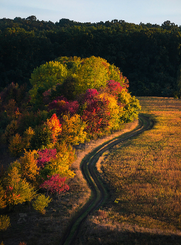 Autumn road / ***