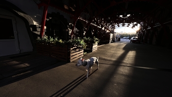 / Morning walk
