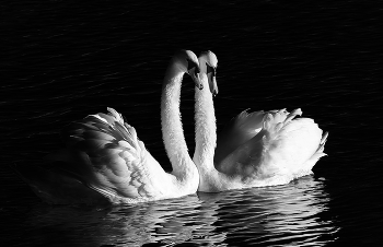 Neighbours / ***