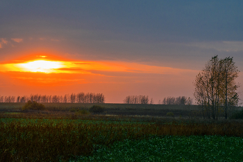 Field / ***