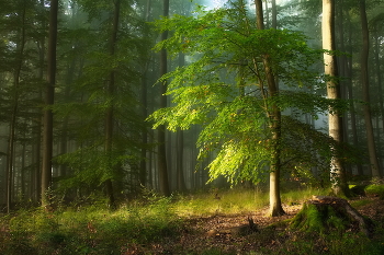 Herbst / ***