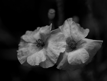 Mohn / Mohn