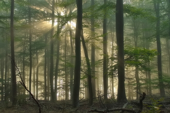 Through the mist / ***