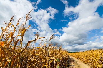 So ist der Sommer vorbei ... / ***