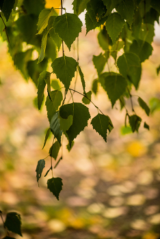 Autumn Waltz / ***