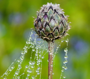 Dew / ***