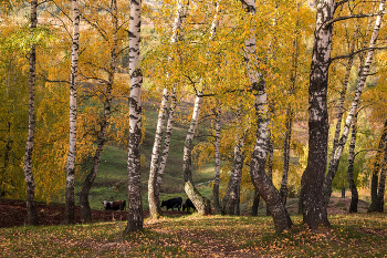 Autumn Pastoral / ***