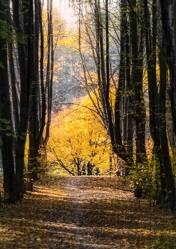 Herbstfarbe / ***