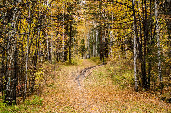 gold autumn / ***